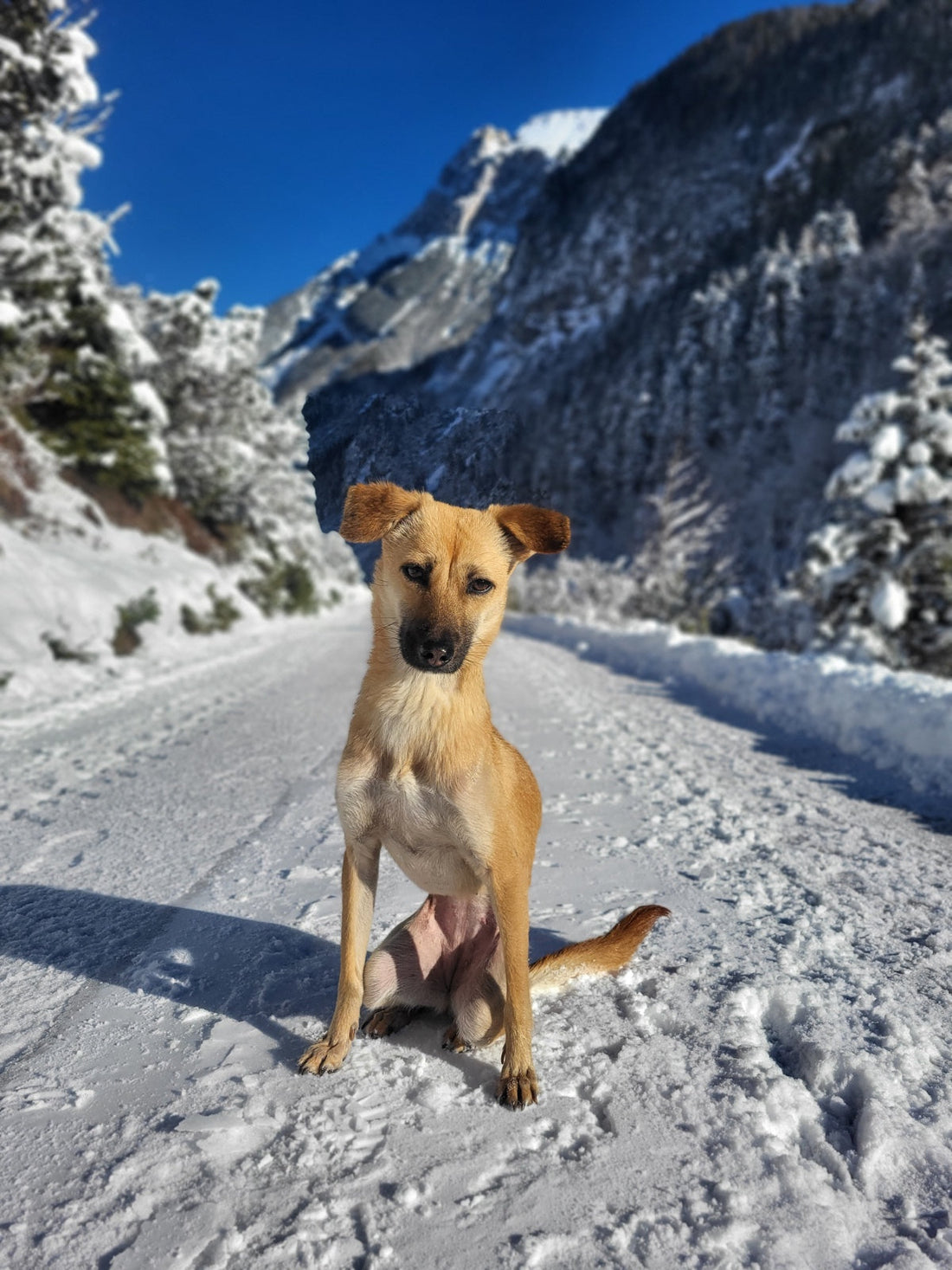 Pfotenbalsam im Winter - warum ich darauf schwöre (und wie du ihn ganz leicht selbst machst)