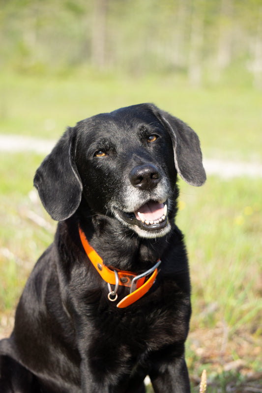 Ruhe beim Hund richtig aufbauen: Warum Entspannung kein Luxus ist – sondern Biologie