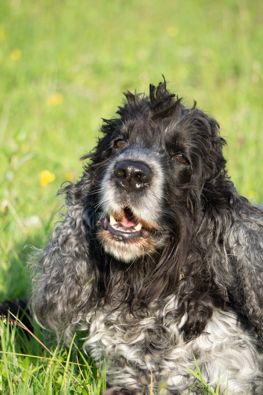 Sinn oder Unsinn von Hundeschulen? – Braucht wirklich jeder Hund eine Hundeschule?
